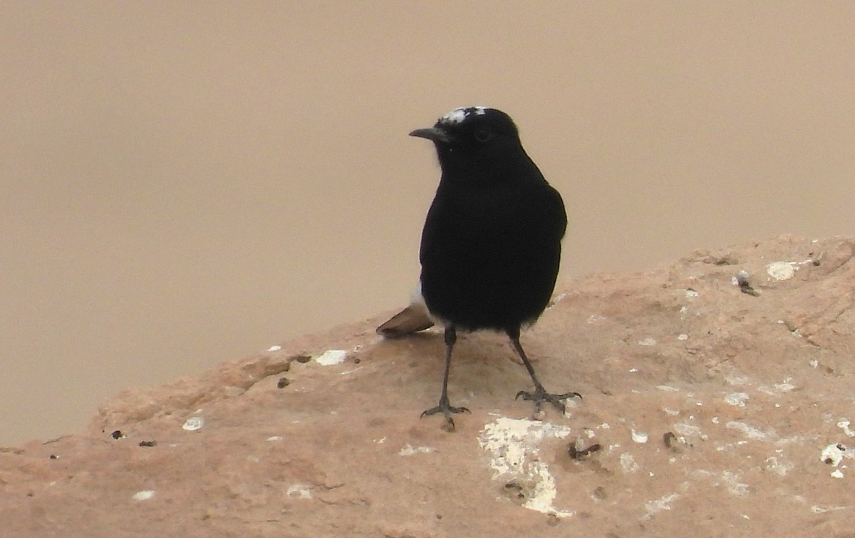 White-crowned Wheatear - ML647229656