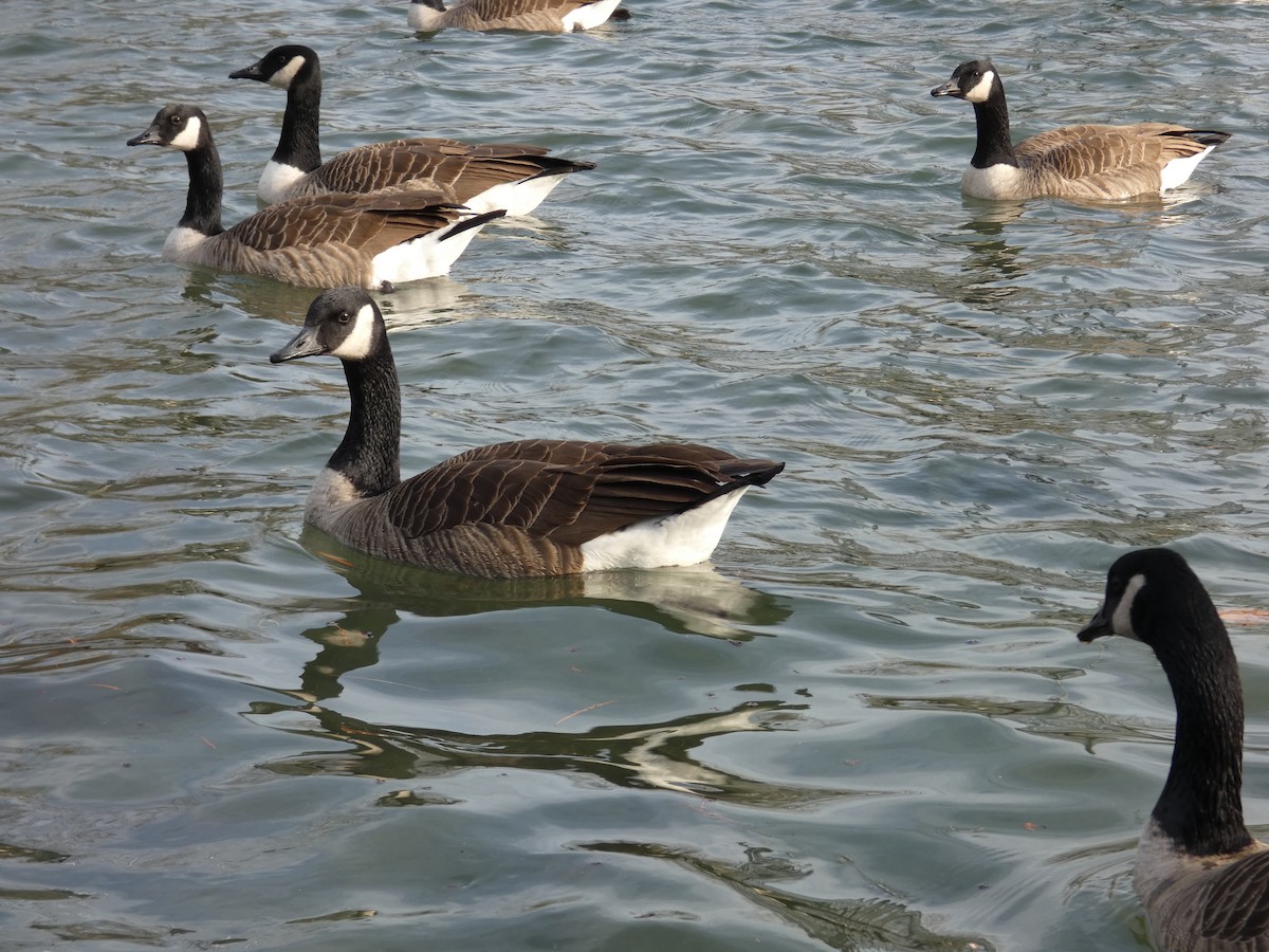 Canada Goose - ML647229659