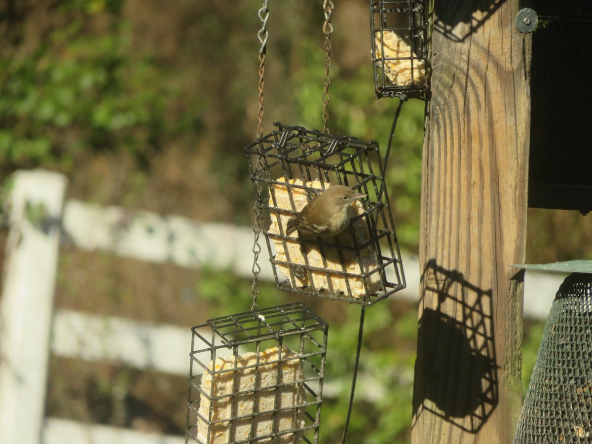 Pine Warbler - ML647229665