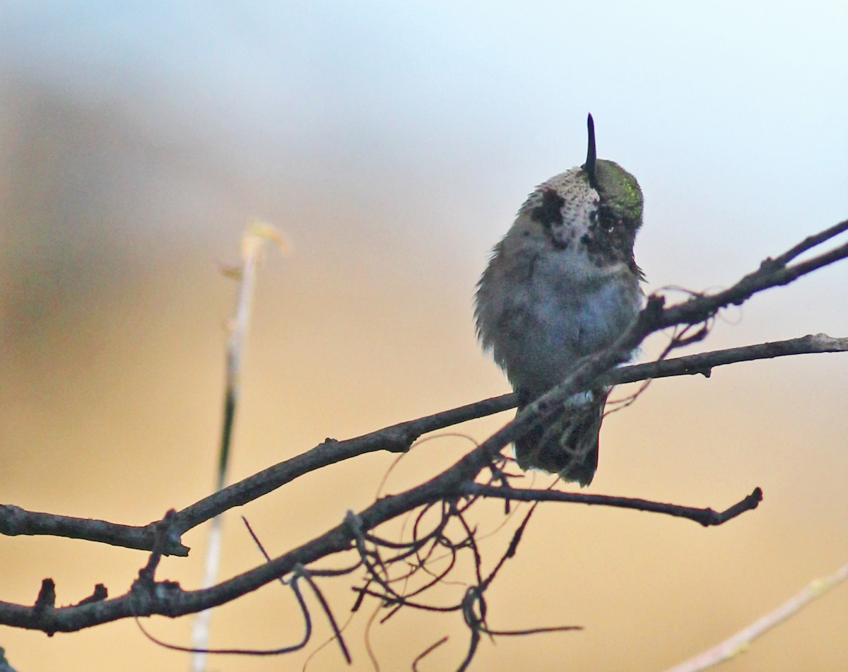 Ruby-throated Hummingbird - ML647229668