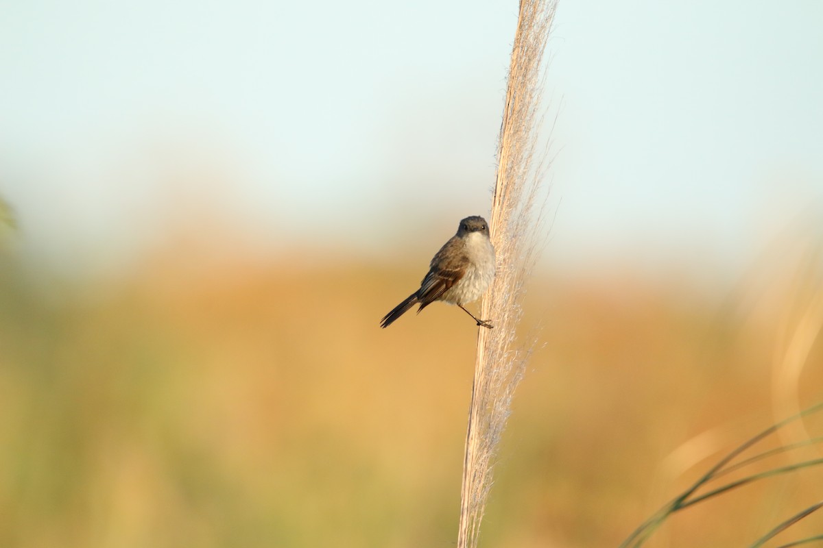 Sooty Tyrannulet - ML647229678