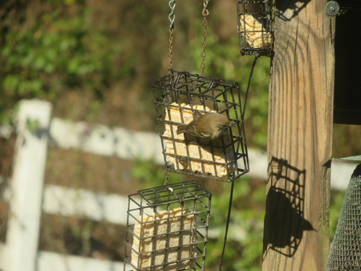 Pine Warbler - ML647229690