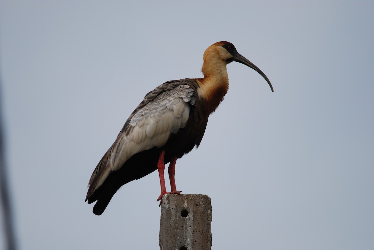 Buff-necked Ibis - ML647229693