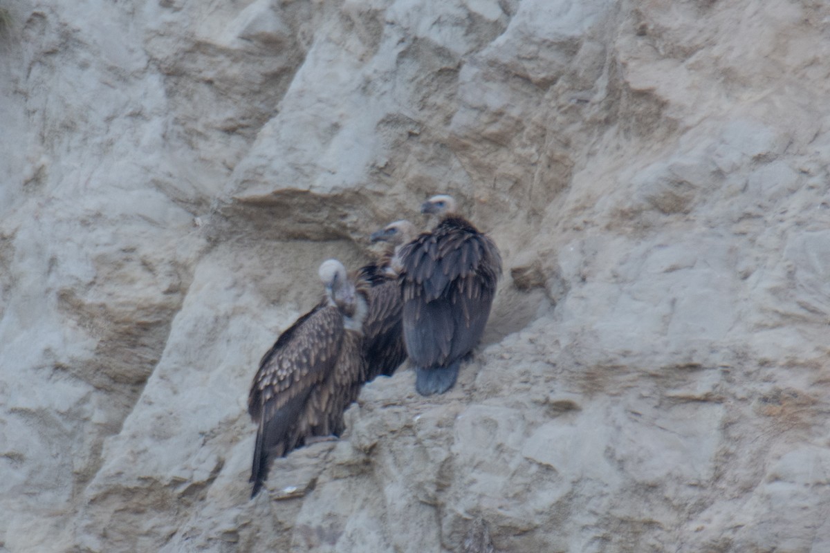 Schneegeier - ML647229719