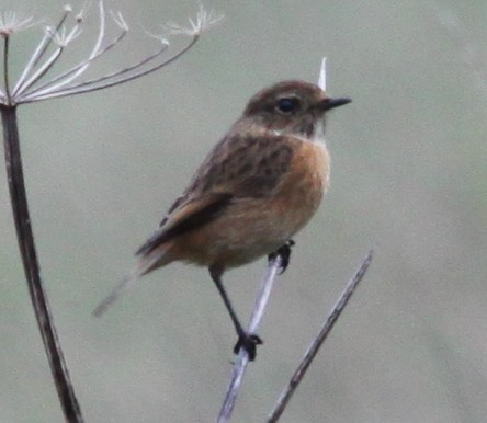 Taşkuşu - ML647229728