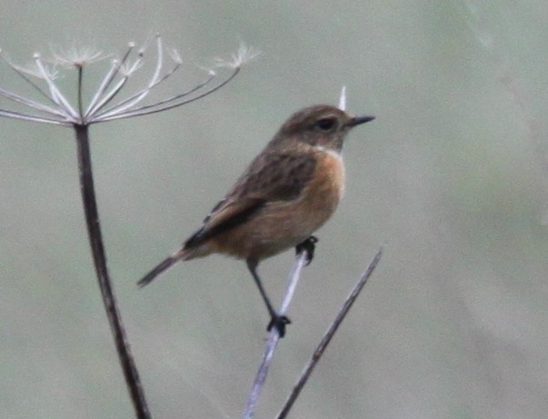 Taşkuşu - ML647229729