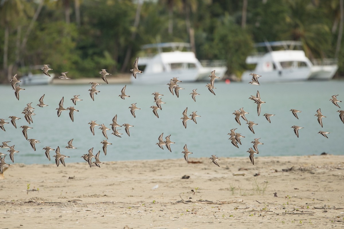 Semipalmated Plover - ML647229737