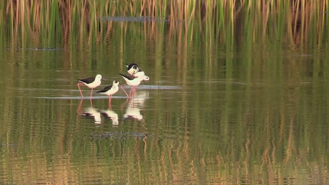 Ходулочник - ML647229816