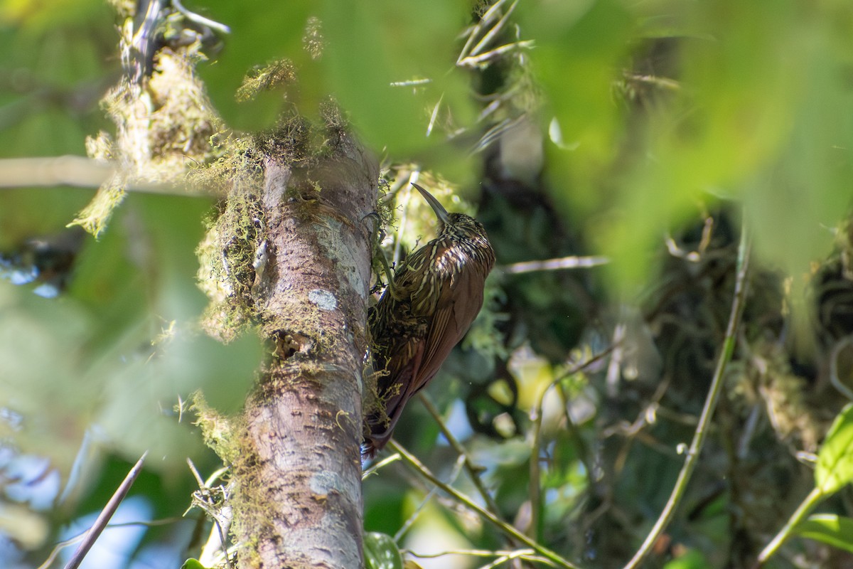 Dağ Tırmaşık - ML647229818