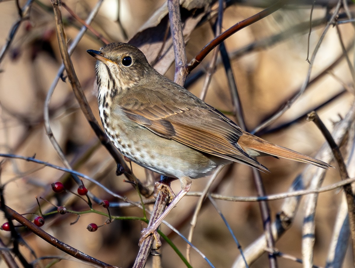 Hermit Thrush - ML647229820