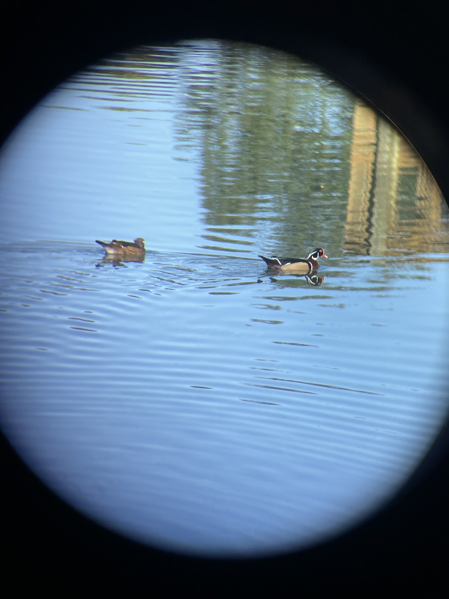 Wood Duck - ML647229836