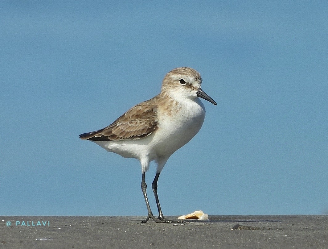 Little Stint - ML647229851