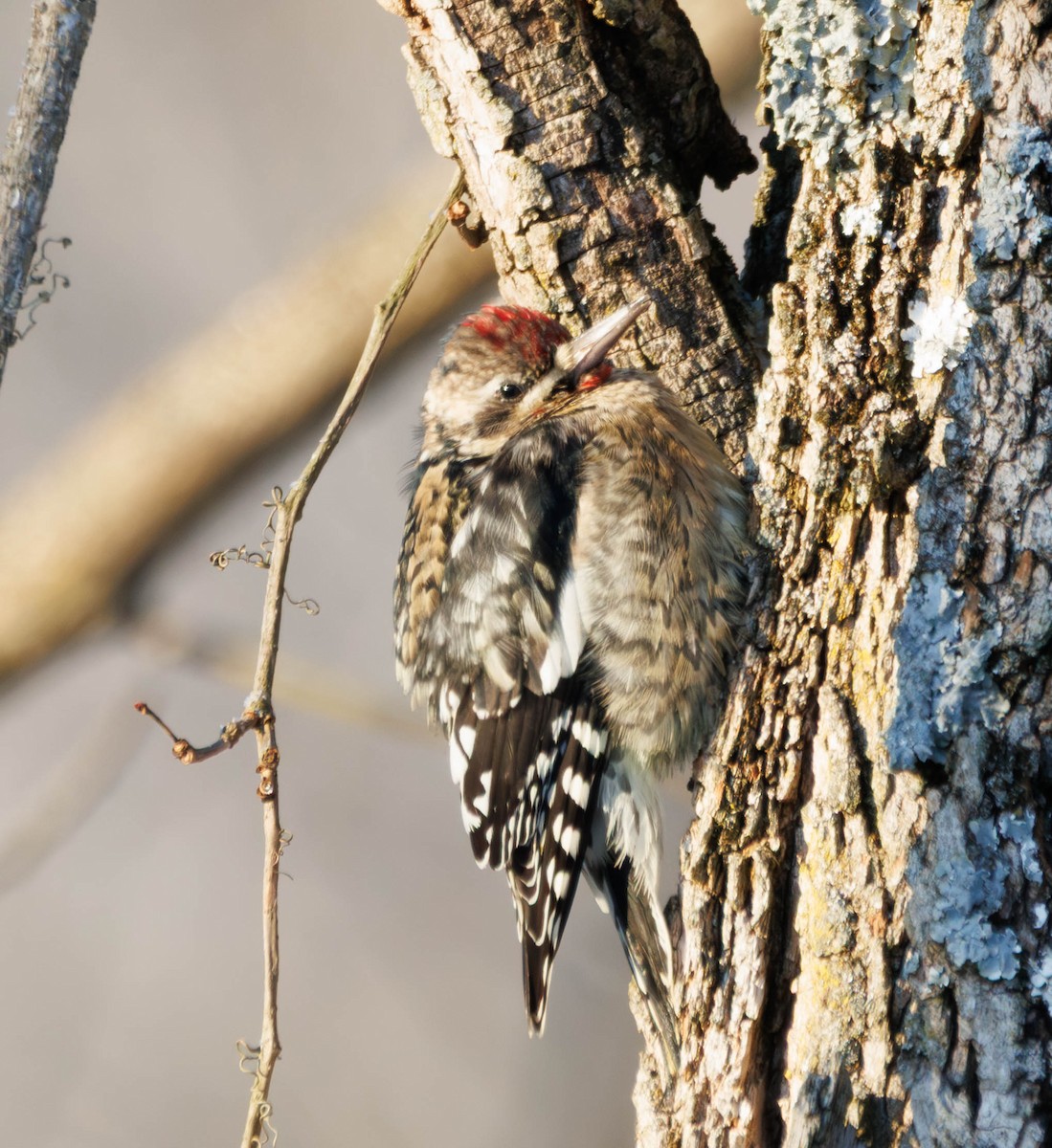 datel rudohrdlý - ML647229856