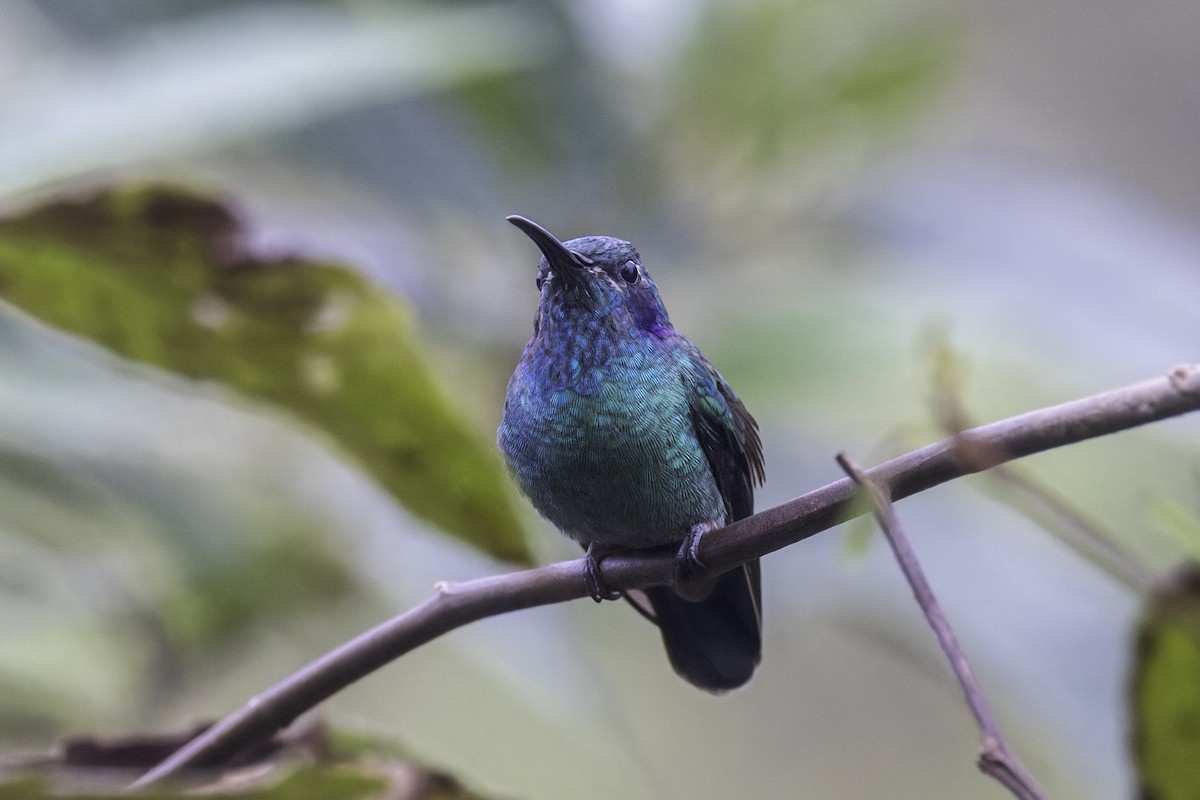 Lesser Violetear - ML647229872