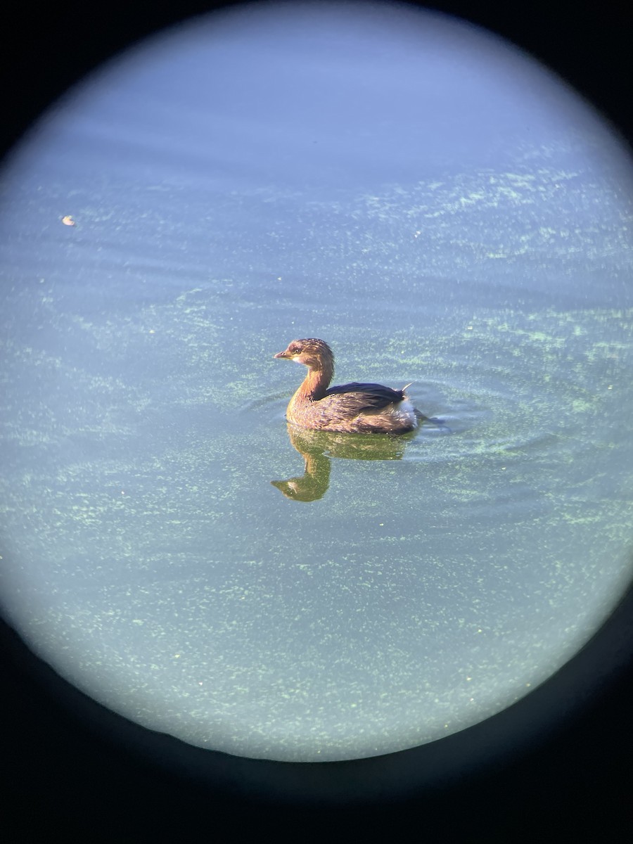 Pied-billed Grebe - ML647229873