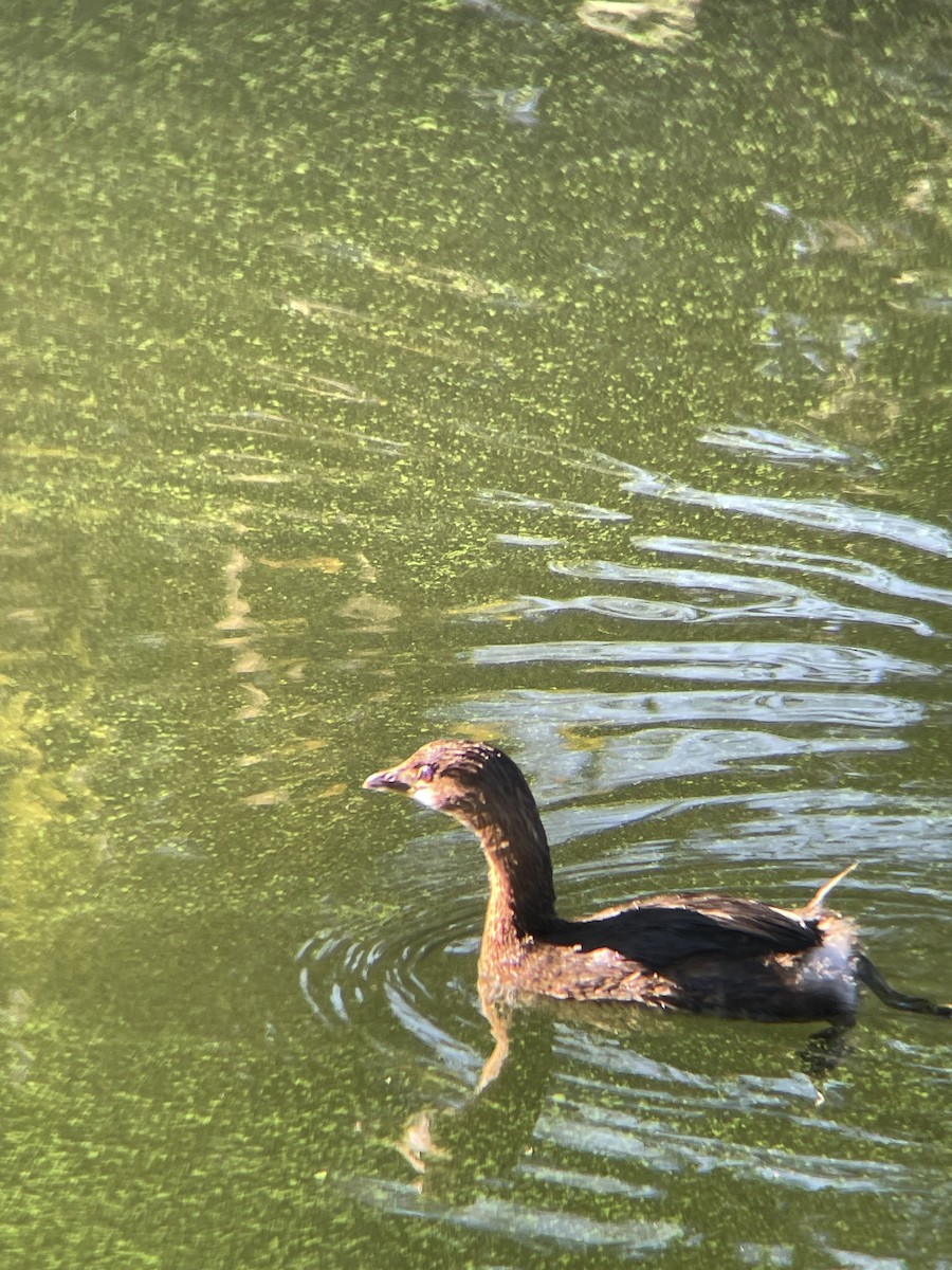 Pied-billed Grebe - ML647229874