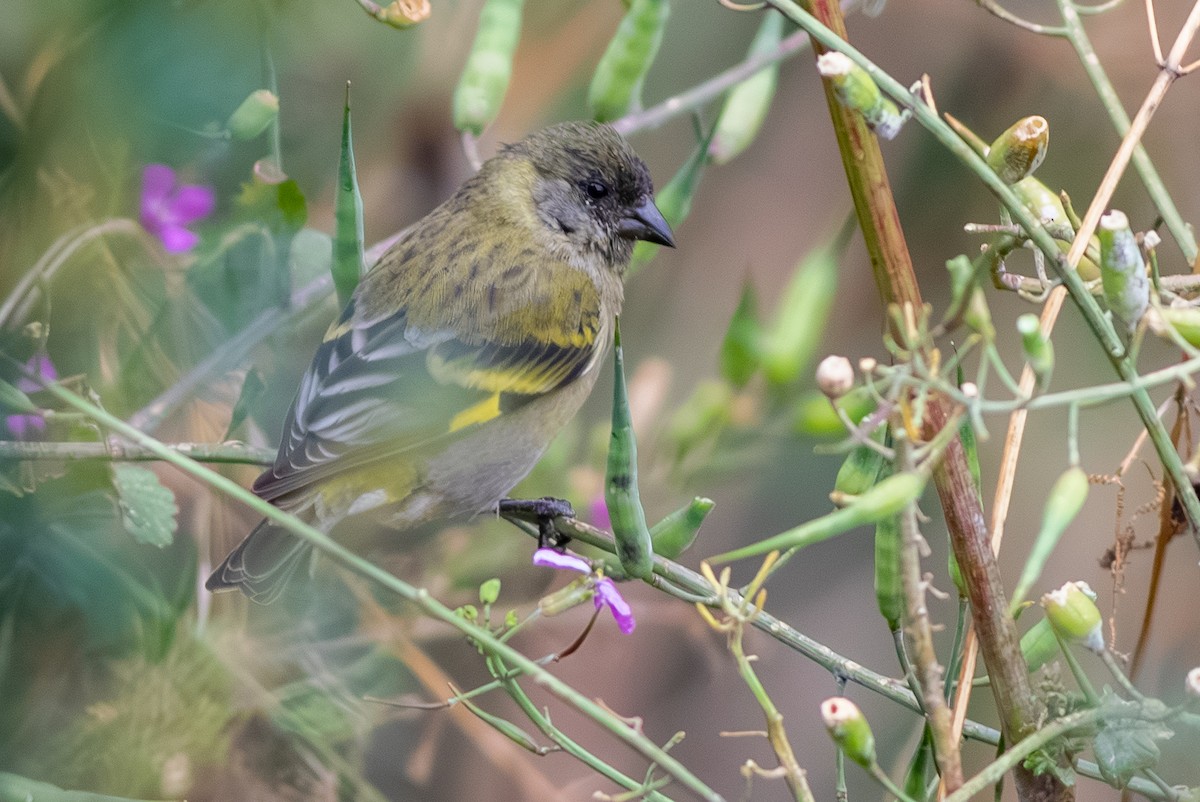 Hooded Siskin - ML647229877