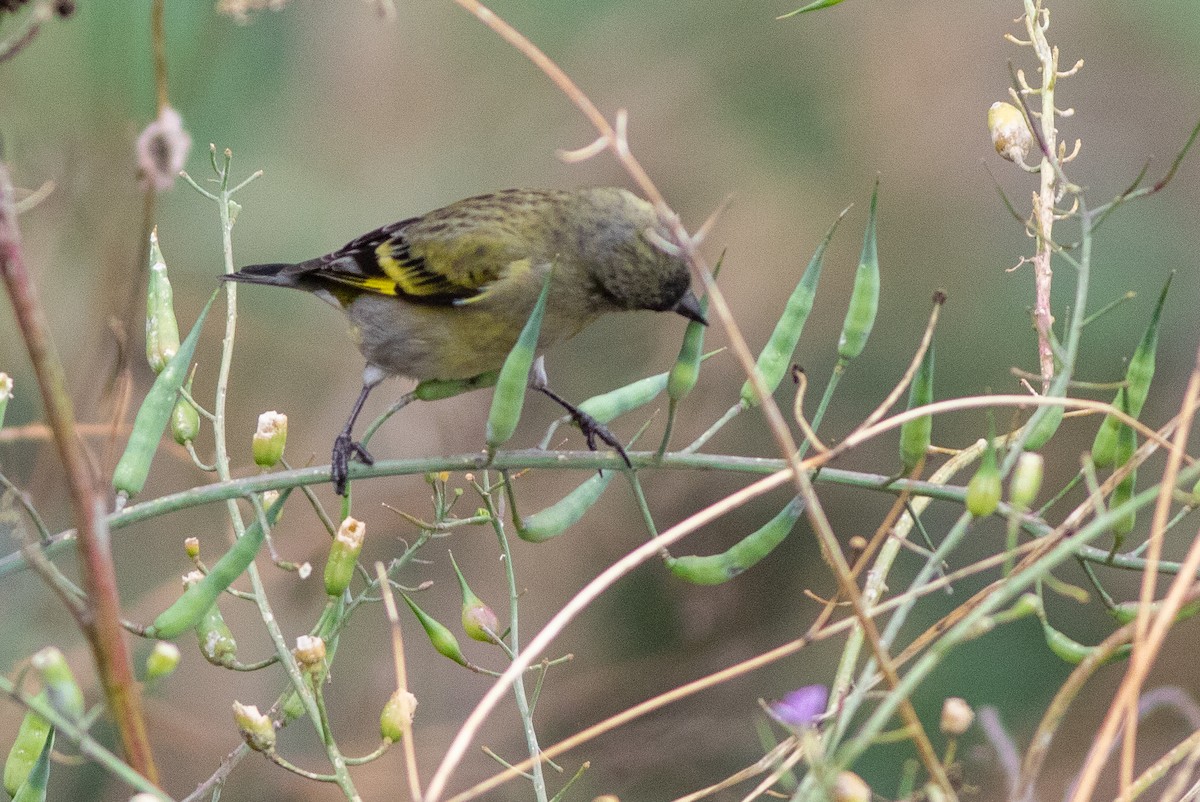 Hooded Siskin - ML647229878
