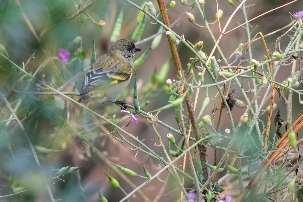 Hooded Siskin - ML647229882