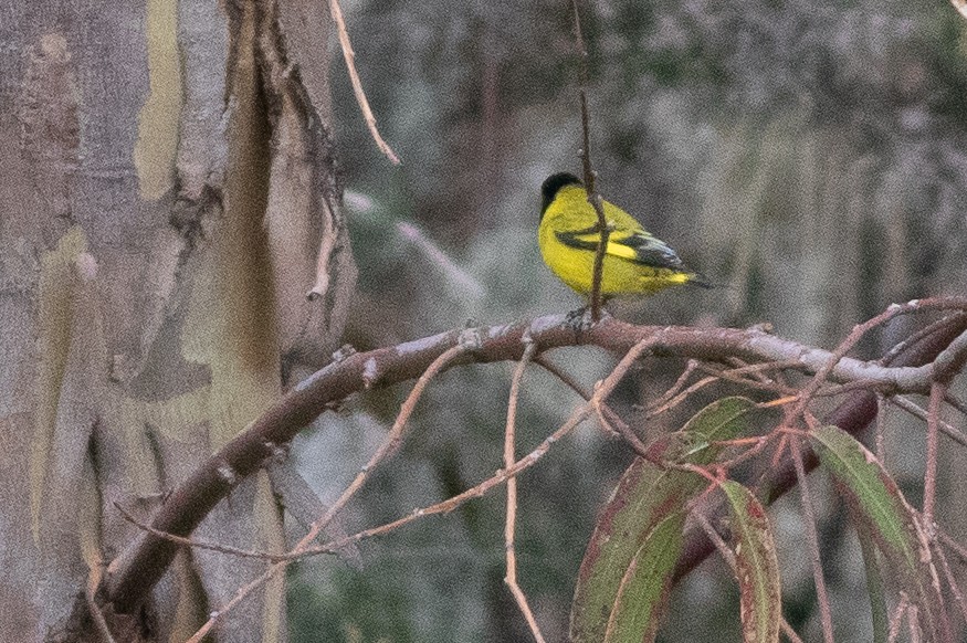 Hooded Siskin - ML647229885