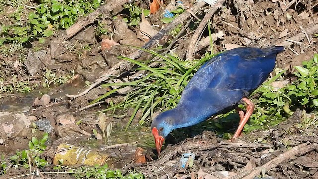 Султанка - ML647229887