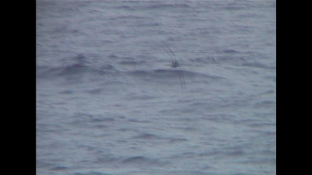 Клинохвостый буревестник - ML647229892