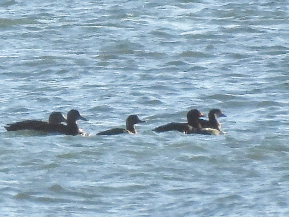 Black Scoter - ML647229893