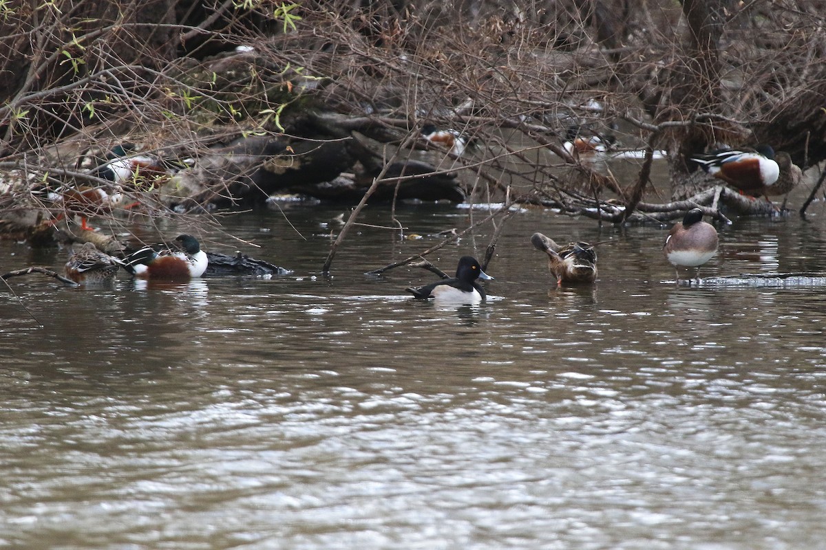 Ring-necked Duck - ML647229894