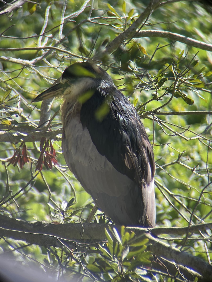 Black-crowned Night Heron - ML647229895