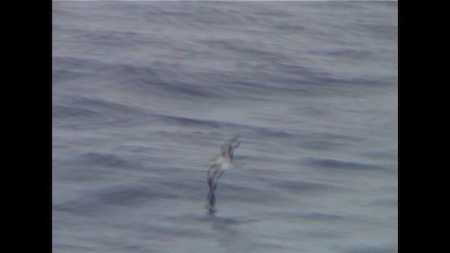 Клинохвостый буревестник - ML647229898