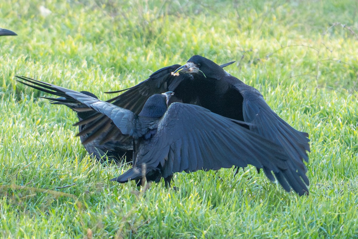 Турлиах хэрээ - ML647229903