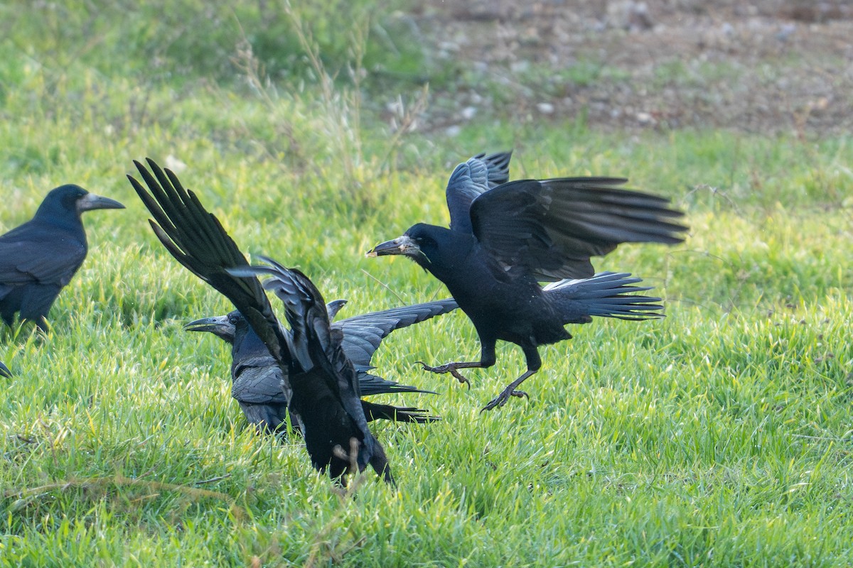 Турлиах хэрээ - ML647229904