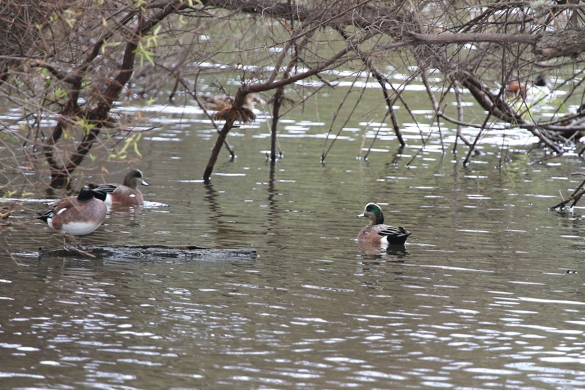 American Wigeon - ML647229905