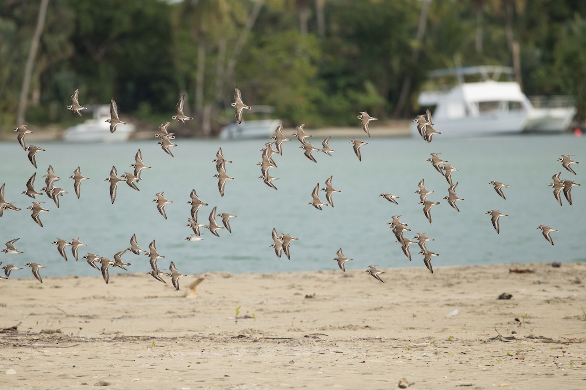 Semipalmated Plover - ML647229907