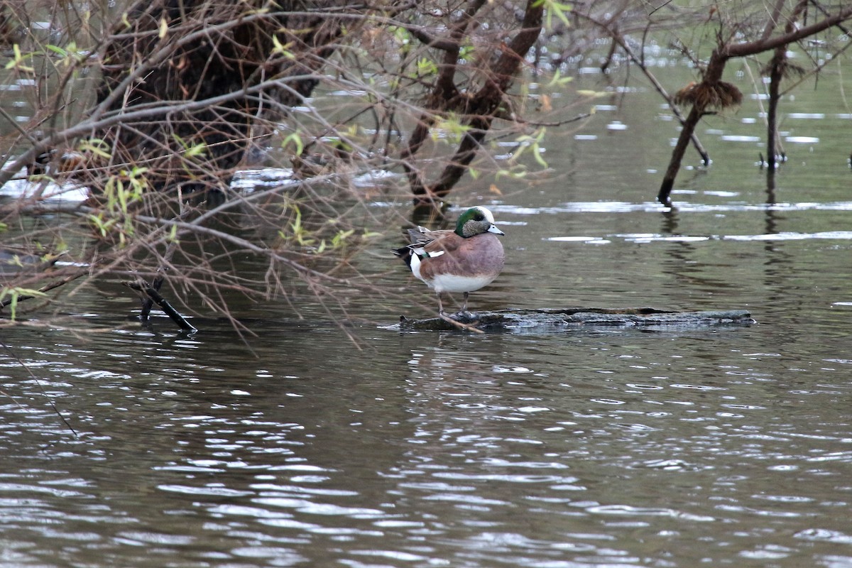 American Wigeon - ML647229908