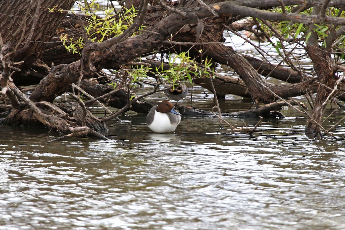 Northern Pintail - ML647229911