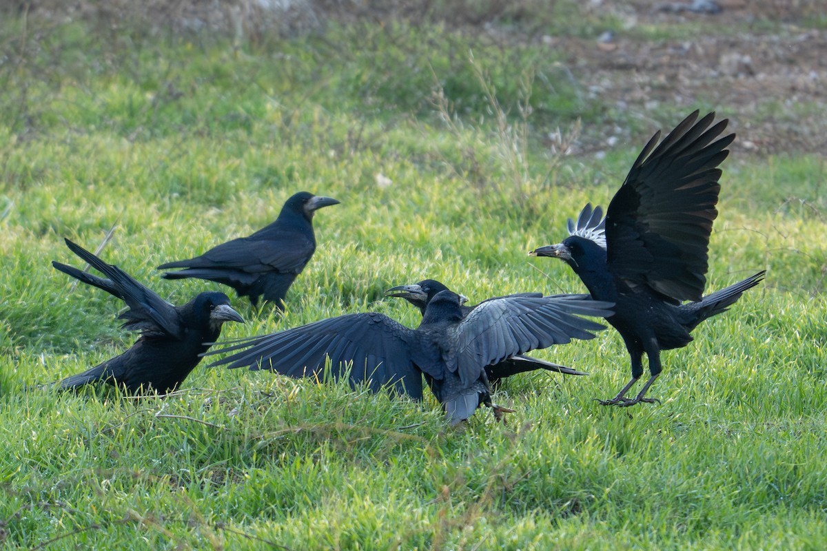 Турлиах хэрээ - ML647229917