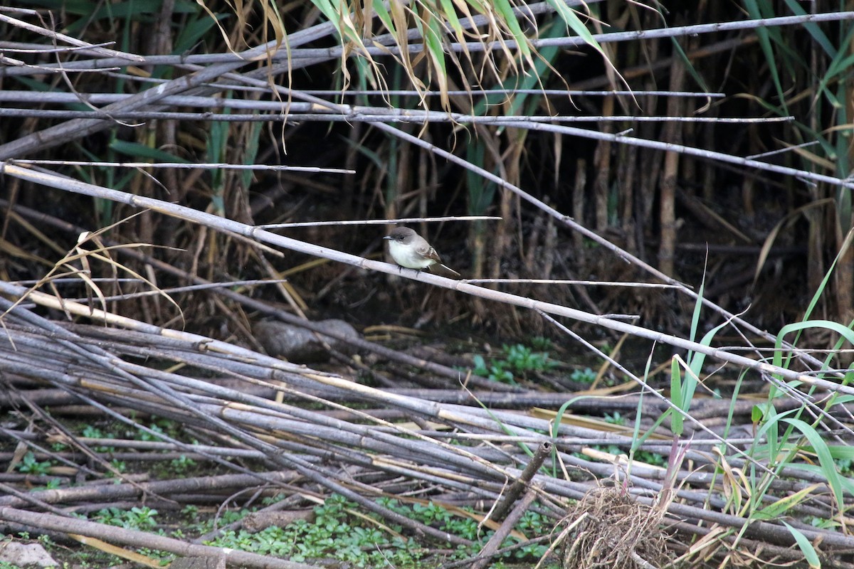 Eastern Phoebe - ML647229920