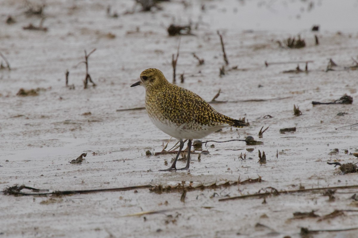 Сивка звичайна - ML647229925