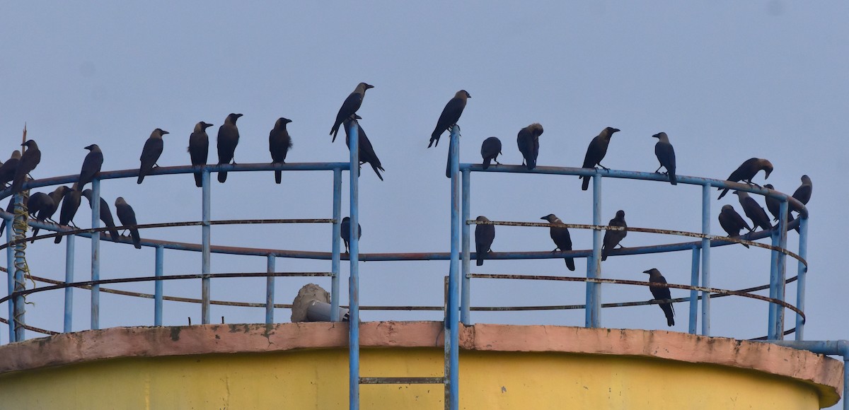 Ворона індійська - ML647229926