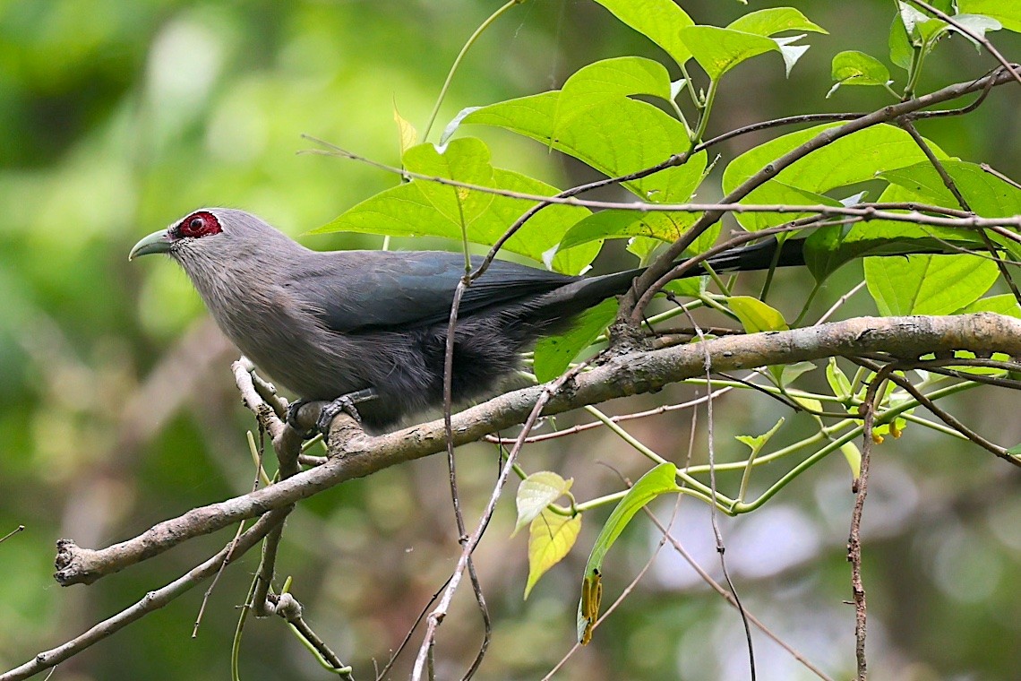 Green-billed Malkoha - ML647229934