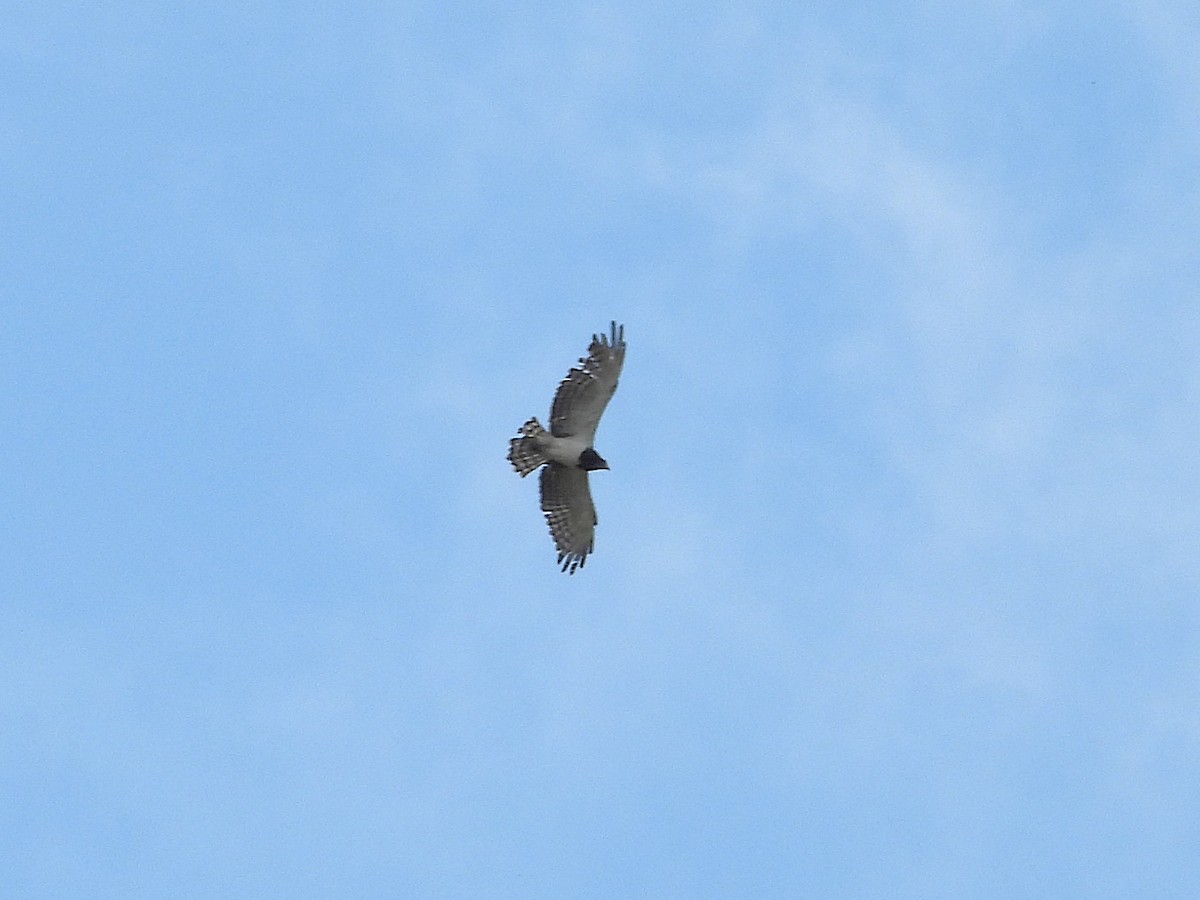 Змієїд чорноволий - ML647229935