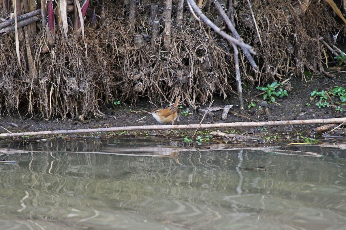 Marsh Wren - ML647229941