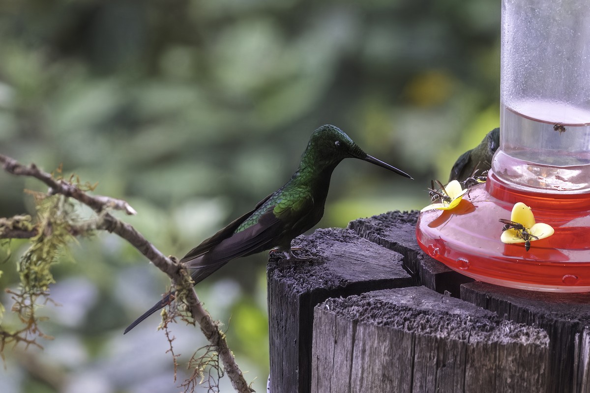 Empress Brilliant - ML647229949