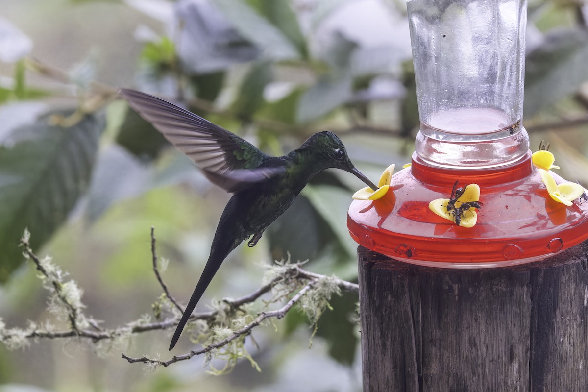 Empress Brilliant - ML647229950