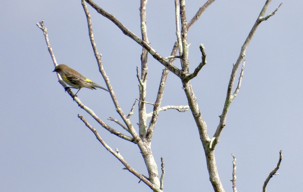Yellow-rumped Warbler - ML647229957