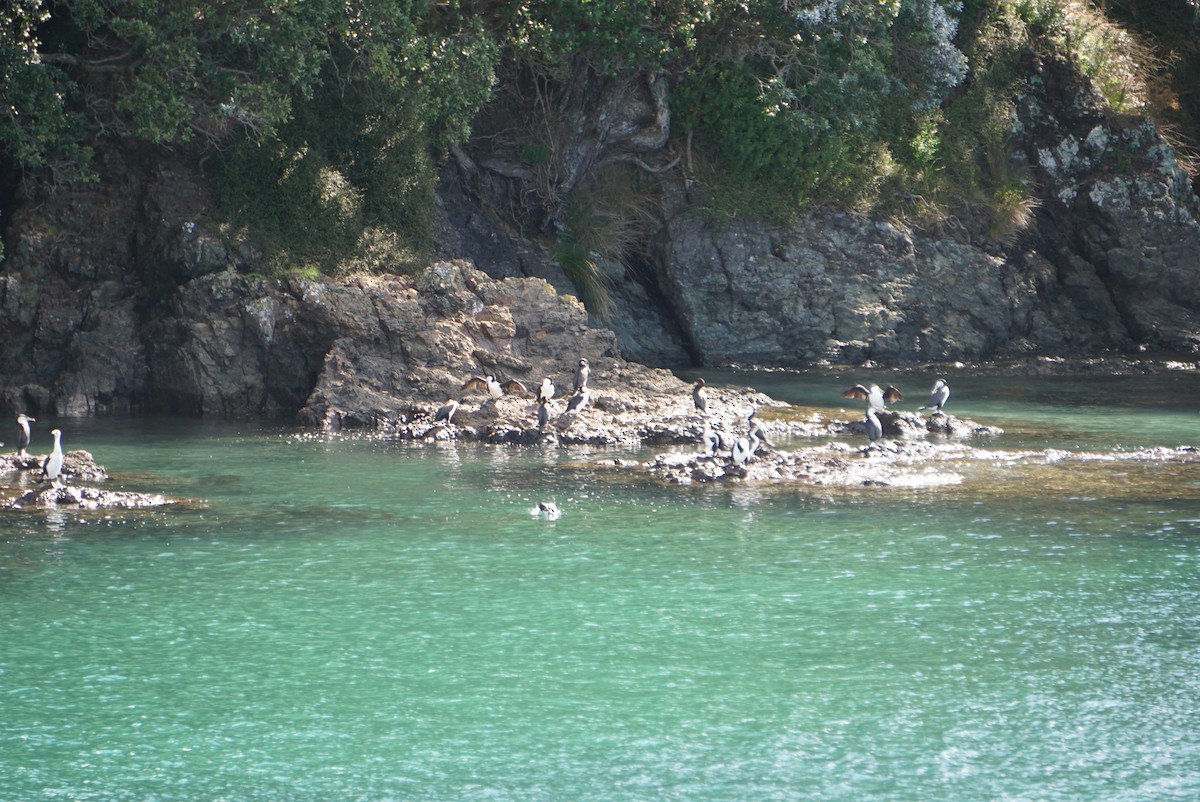 Pied Cormorant - ML647229958