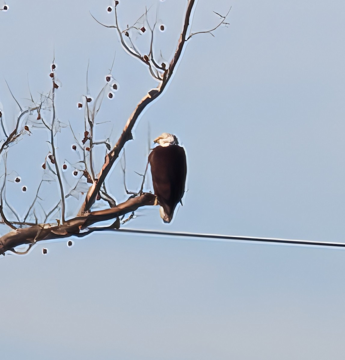 Bald Eagle - ML647229962