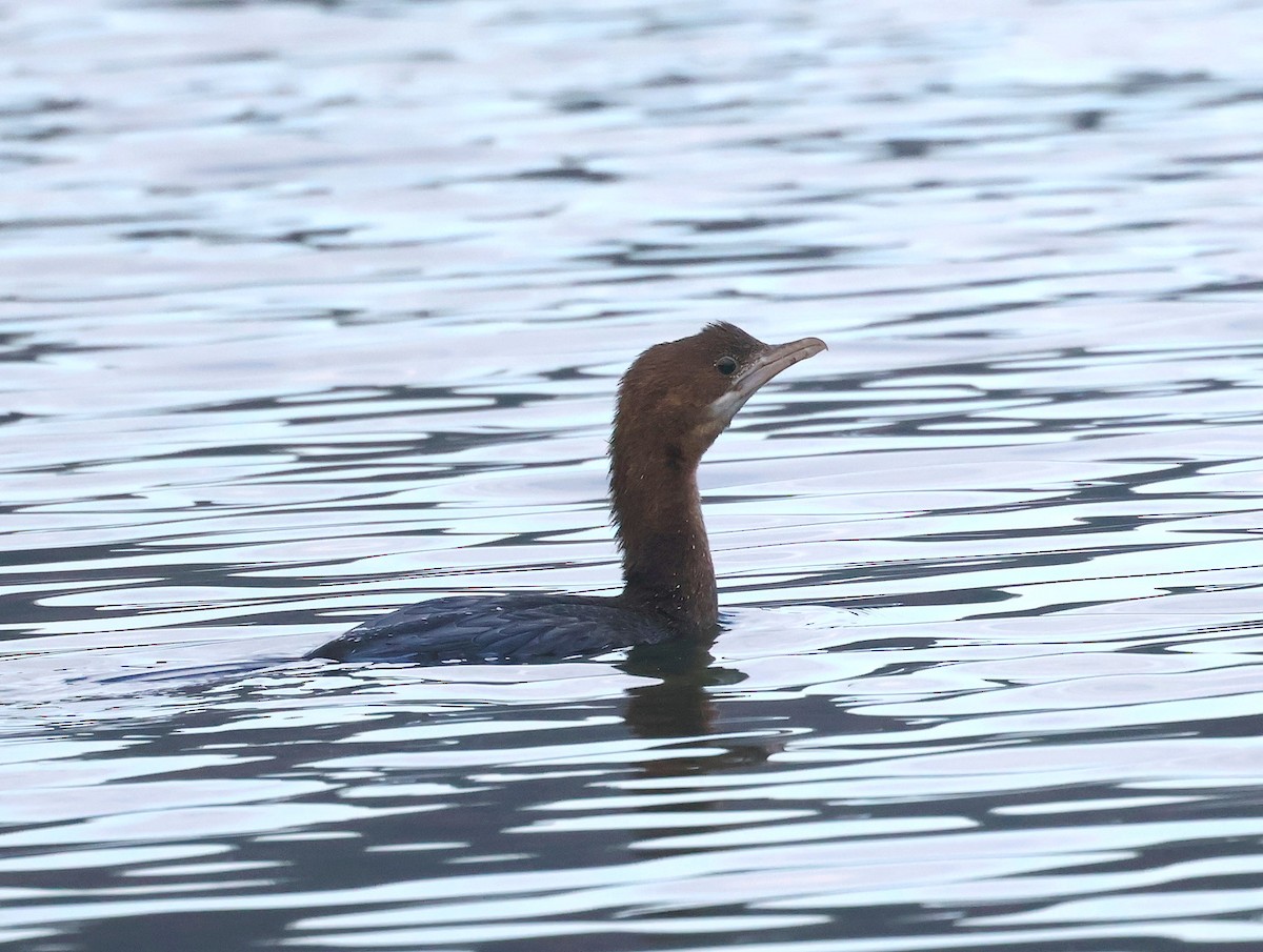 Pygmy Cormorant - ML647229963
