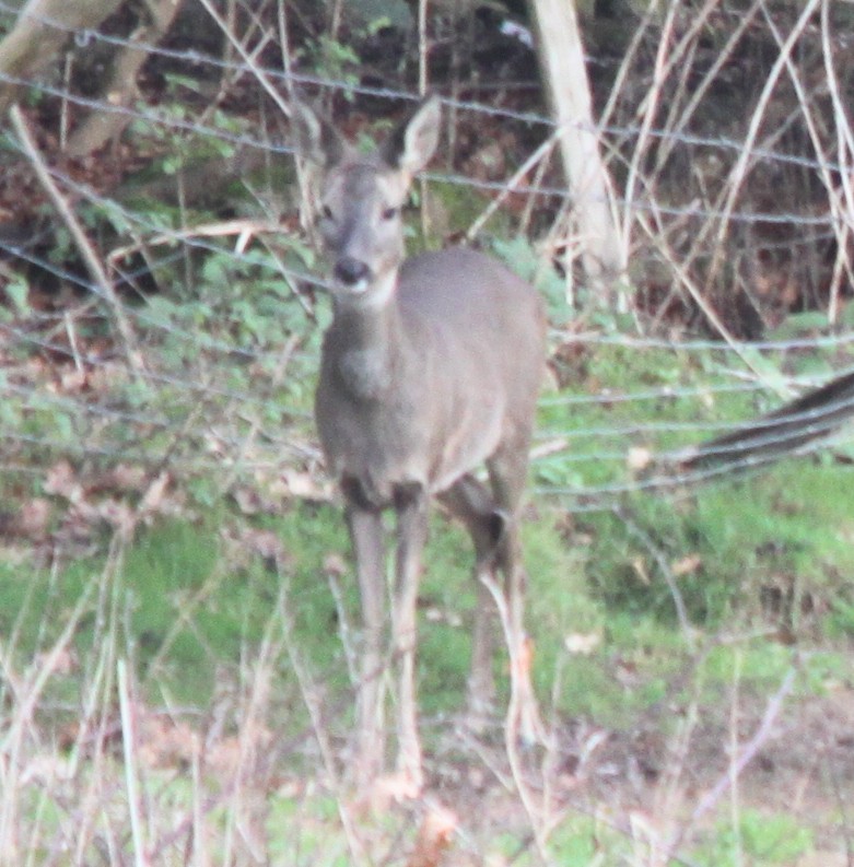 Hayvanlar - ML647229968